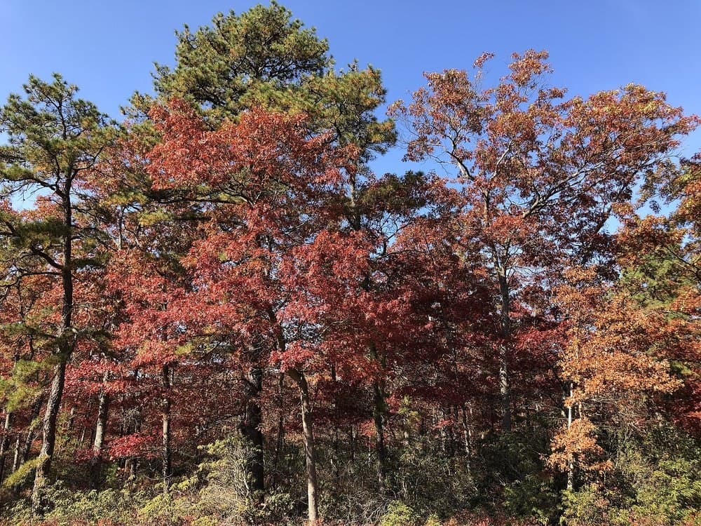 Bass River State Forest (southern trailhead) on the Batona Trail