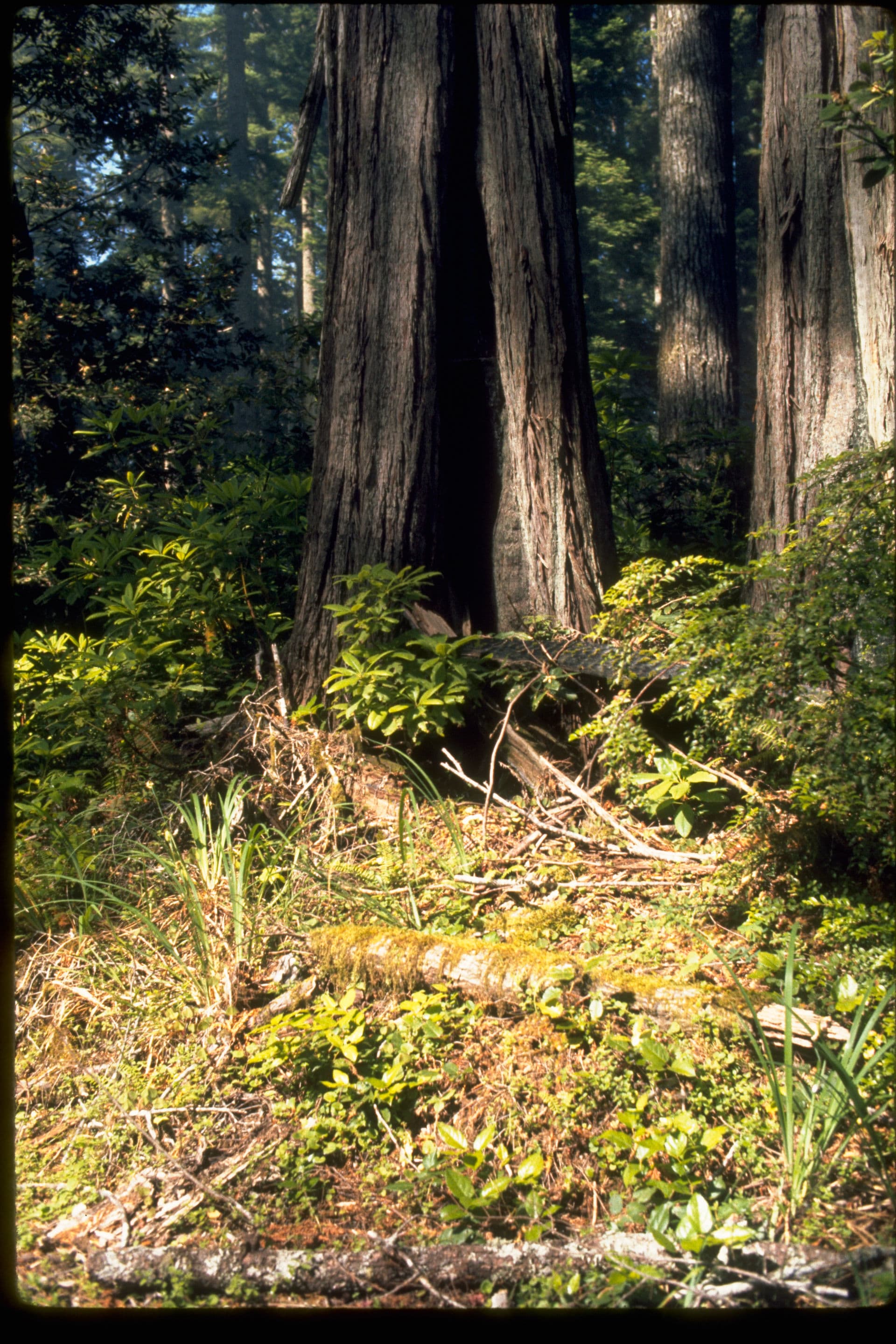 DeMartin Campground wilderness permit area in Redwood National and State Parks - backcountry hiking destination