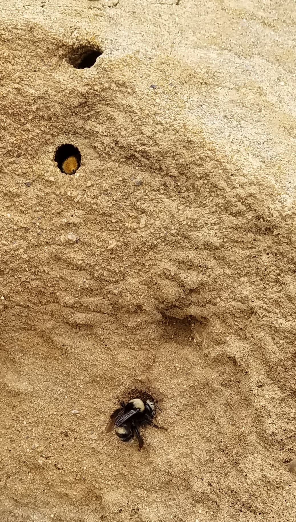 Willow Creek Environmental Campground wilderness permit area in Sonoma Coast State Park - backcountry hiking destination