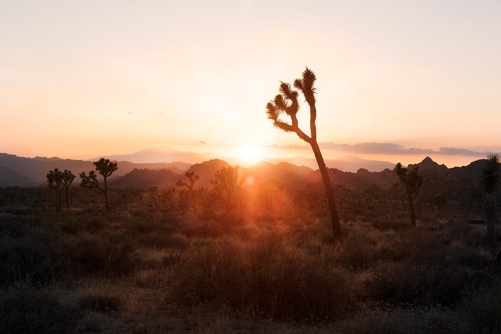 Joshua Tree Wilderness Backpacking Permit wilderness permit area in Joshua Tree National Park - backcountry hiking destination