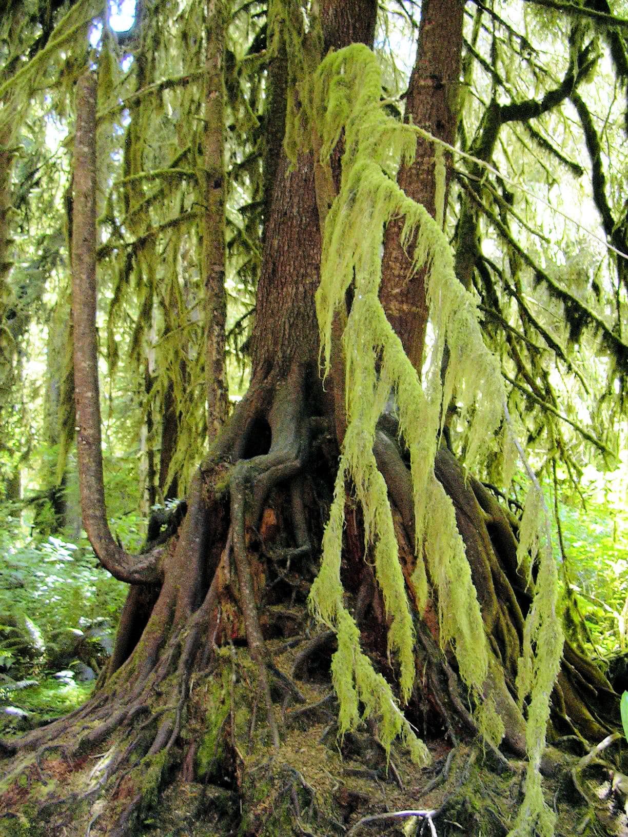 Olympic Coast Trail Permit wilderness permit area in Olympic National Park - backcountry hiking destination