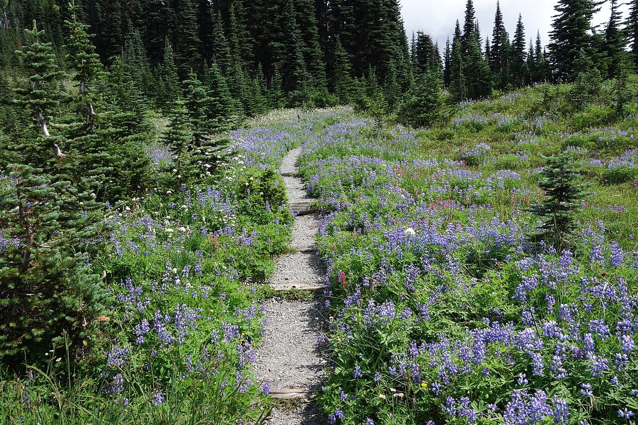 Wonderland Trail Permit wilderness permit area in Mount Rainier National Park - backcountry hiking destination
