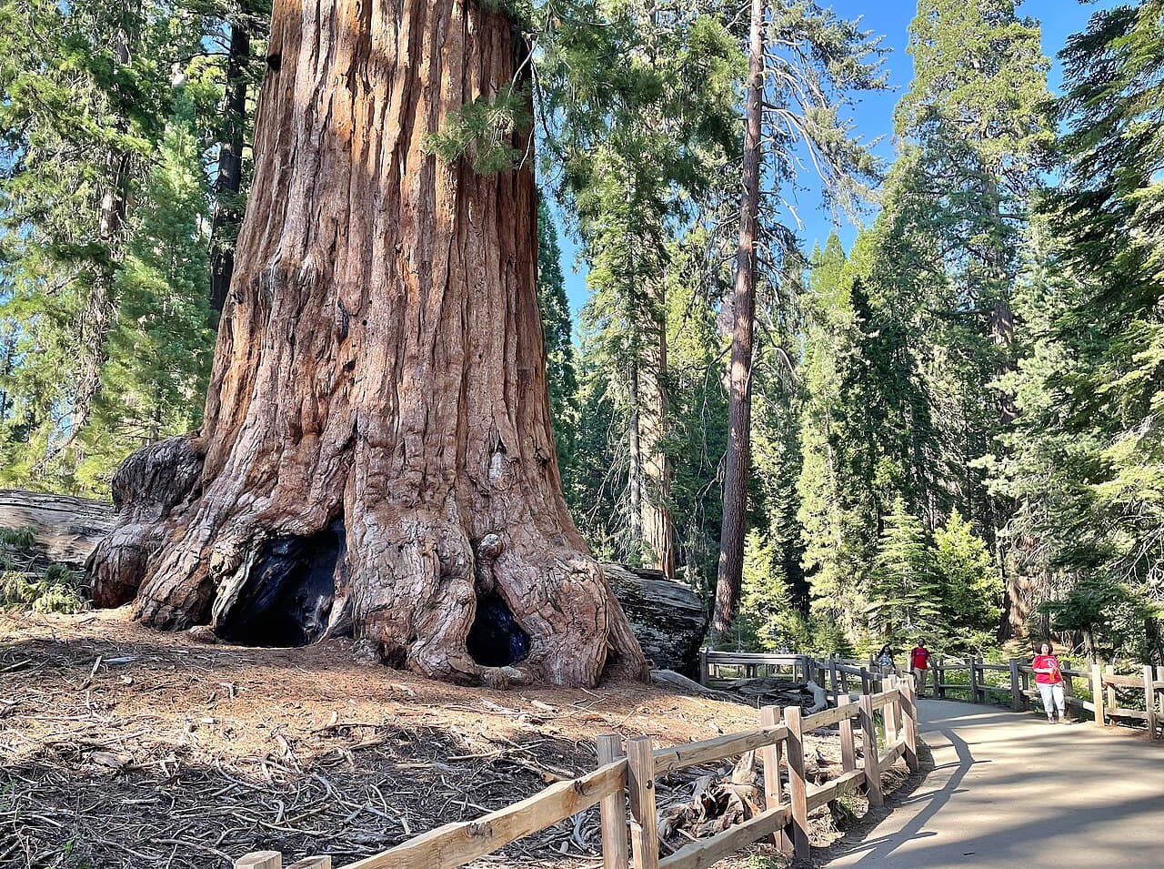 SEKI Wilderness Permit — Grant Grove — Don Cecil (East) wilderness permit area in Sequoia & Kings Canyon National Parks - backcountry hiking destination