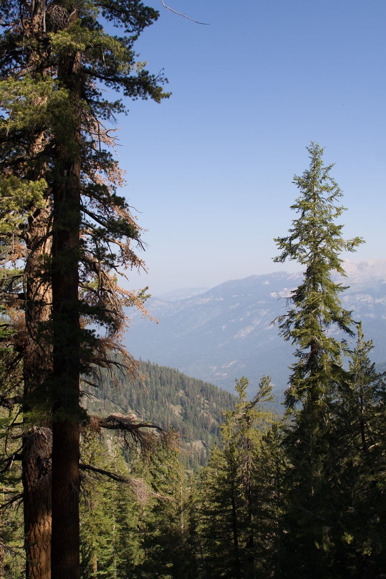 SEKI Wilderness Permit — Mineral King — Timber Gap wilderness permit area in Sequoia & Kings Canyon National Parks - backcountry hiking destination