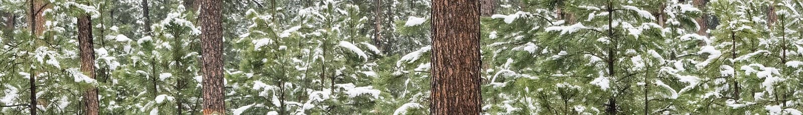 Centennial Trail wilderness permit area in Custer State Park (SD) - backcountry hiking destination