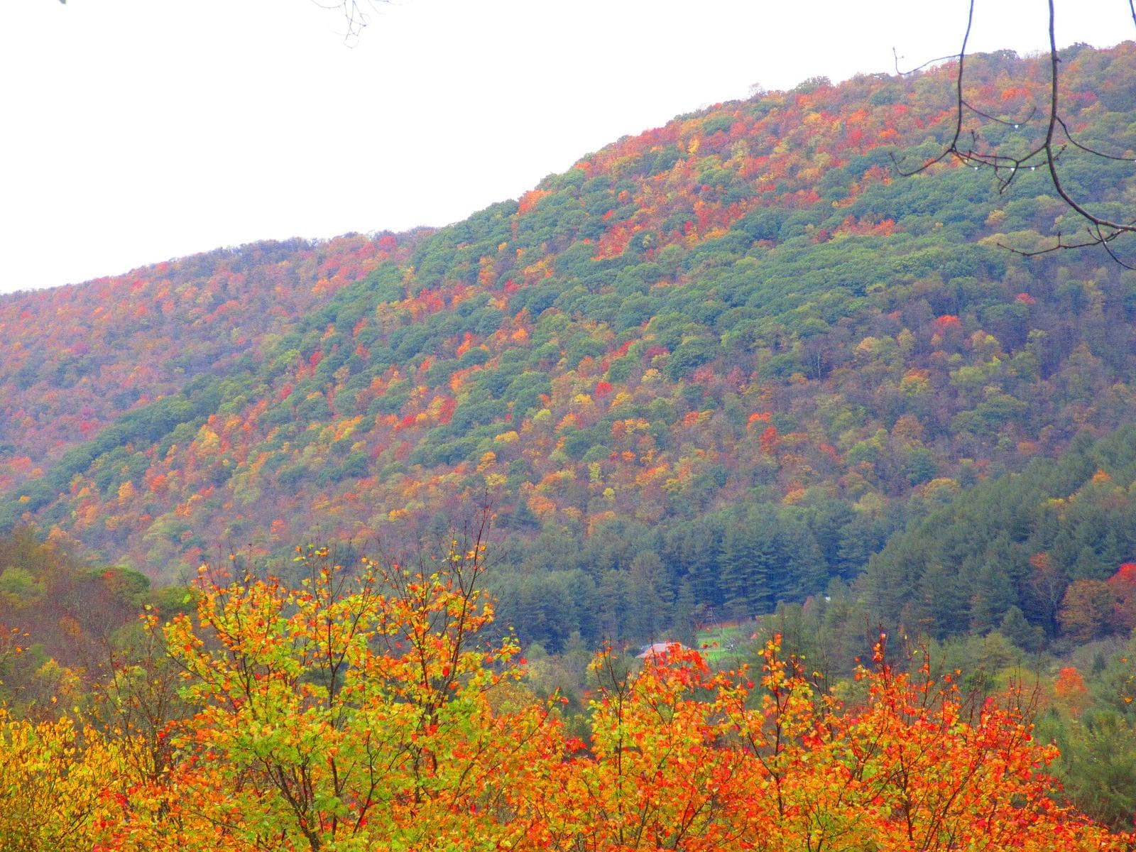 Susquehannock Trail System Thru-Hike wilderness permit area in Susquehannock Trail System Thru-Hike (PA) - backcountry hiking destination
