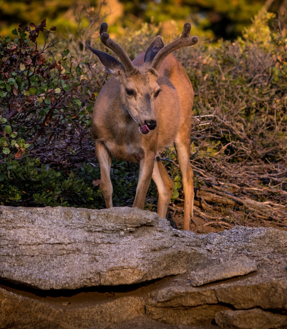 Yosemite Wilderness Permit — Deer Camp wilderness permit area in Yosemite National Park - backcountry hiking destination