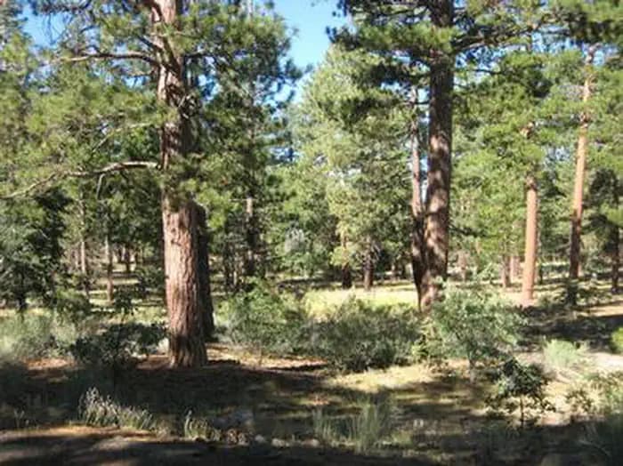 LOBO GROUP campground in California