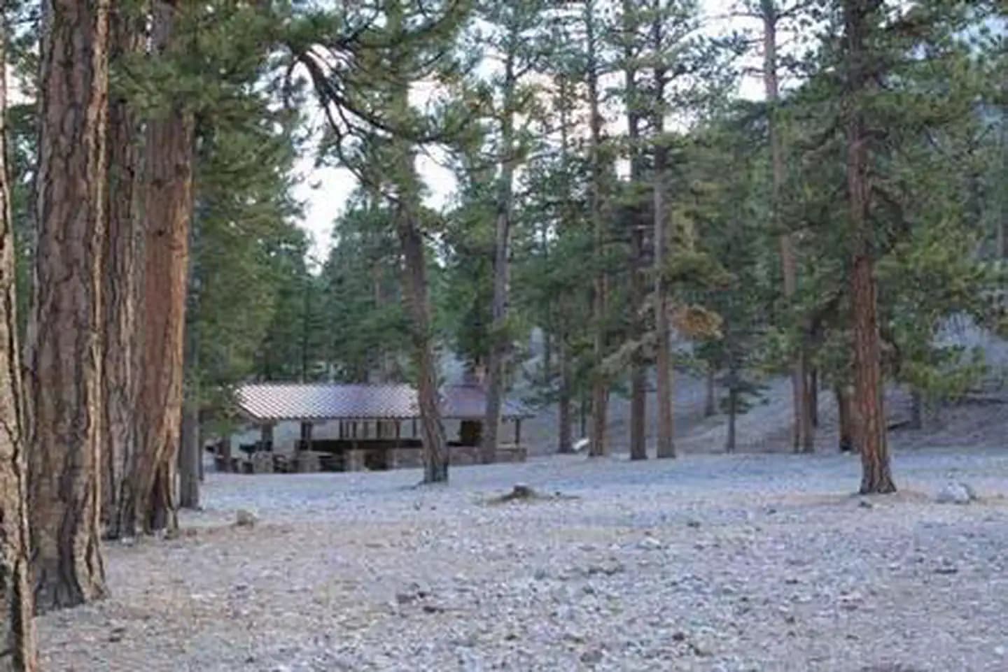 FOXTAIL GRP PICNIC AREA campground in Nevada