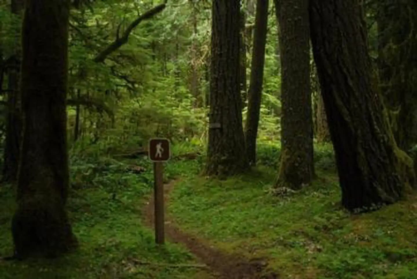 North Fork Bear Group Camp campground in Washington