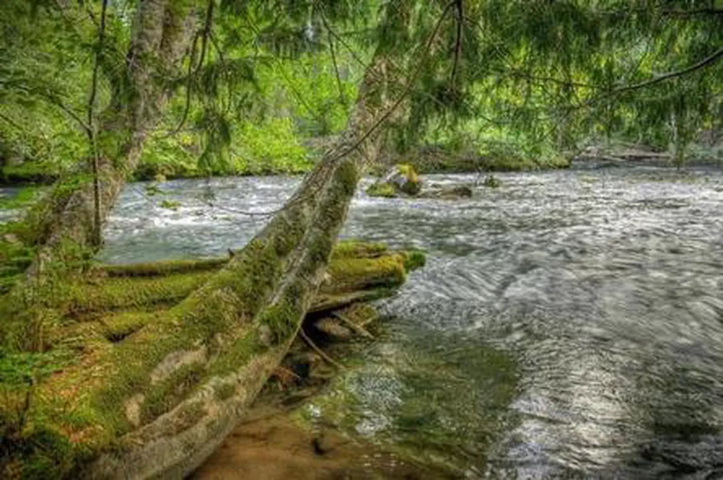 Adams Fork Campground campground in Washington