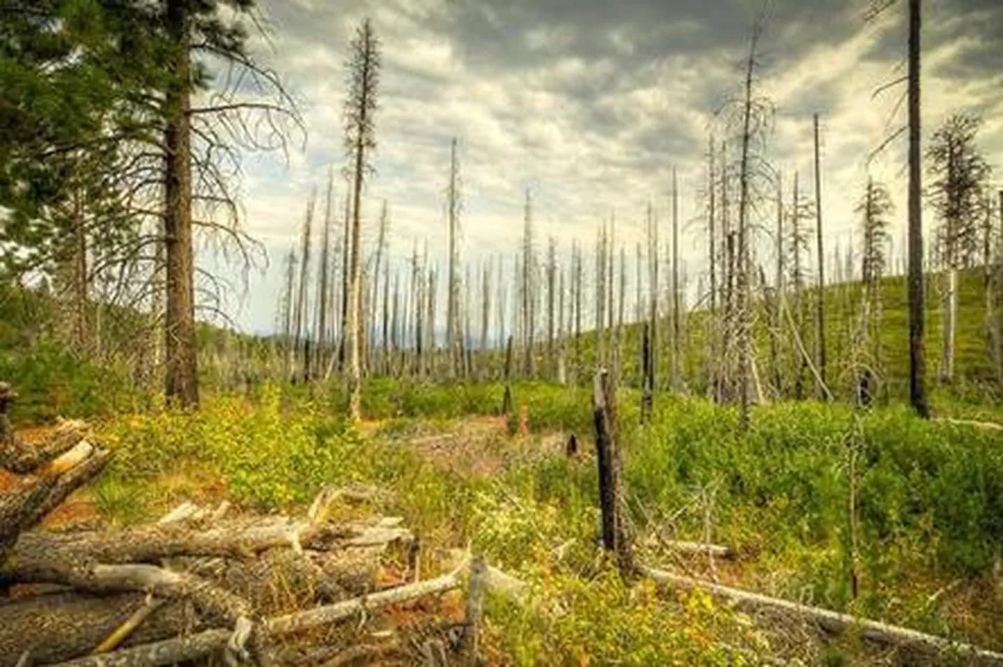 Whispering Pines Horse Camp campground in Oregon