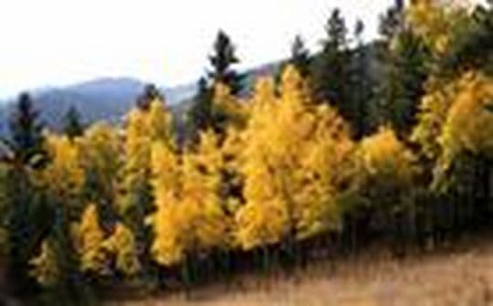 Golden Gate Canyon State Park Campground in Colorado