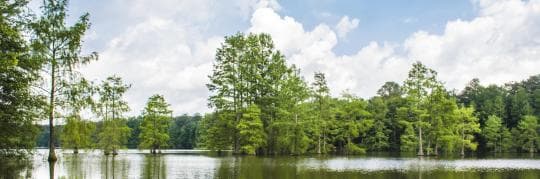 Trap Pond State Park Campground in Delaware