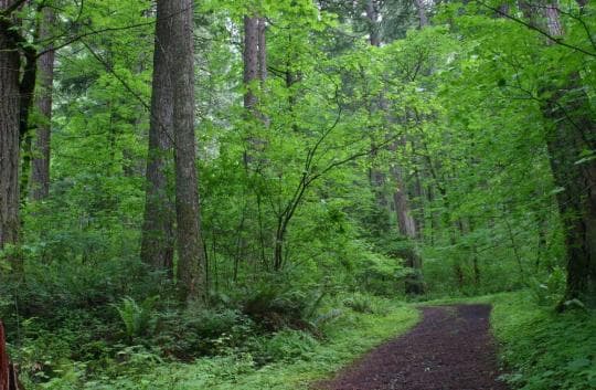 Ainsworth State Park Campground in Oregon