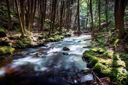 Bald Eagle State Forest campground
