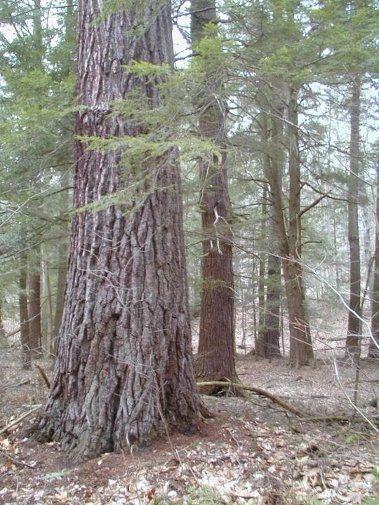 Cornplanter State Forest Campground in Pennsylvania