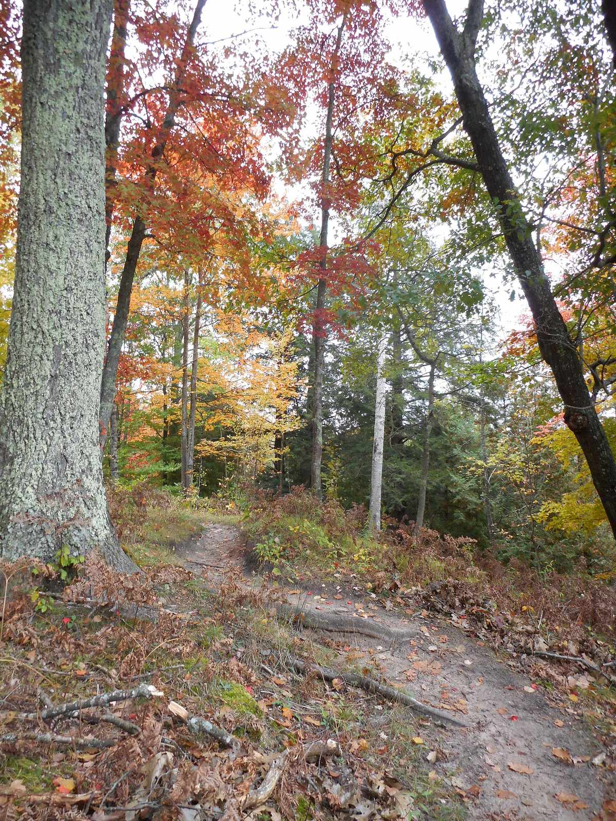 Manistee River Trail Loop wilderness permit area in Manistee River Trail Loop - backcountry hiking destination