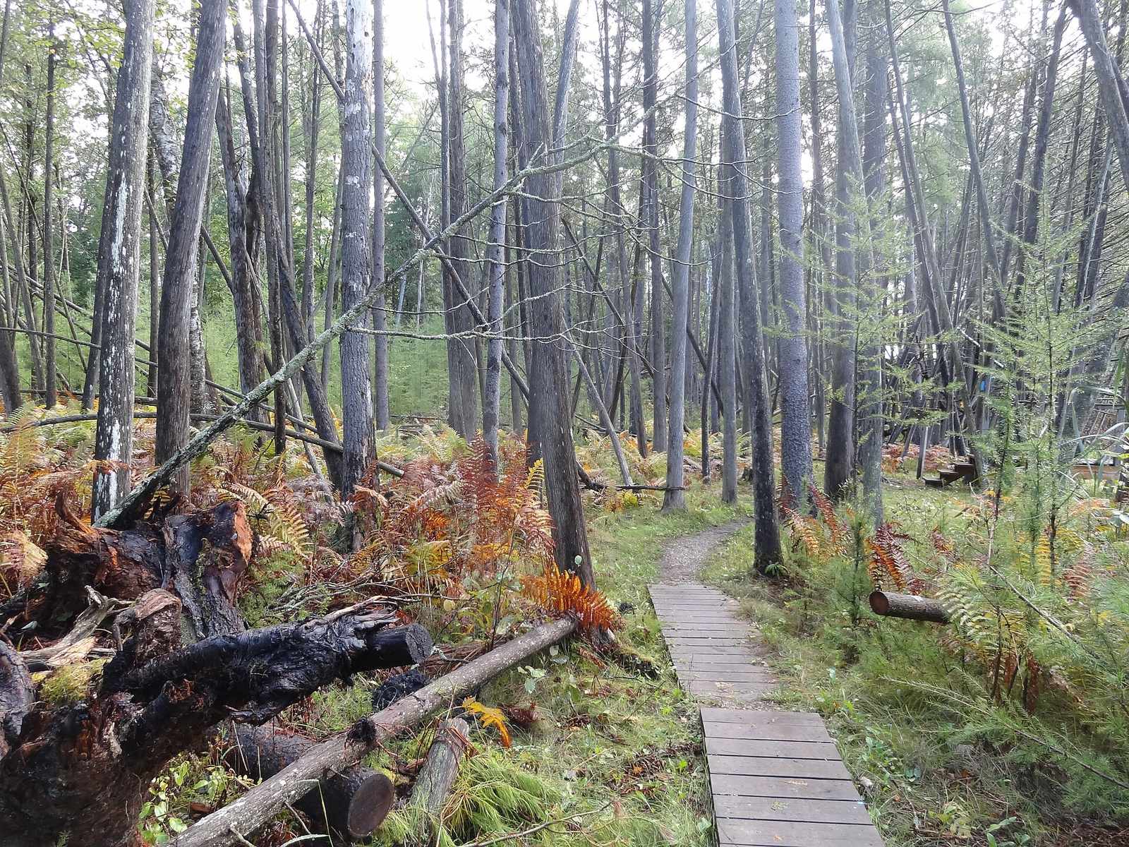 North Country National Scenic Trail Thru-Hike wilderness permit area in North Country National Scenic Trail - backcountry hiking destination