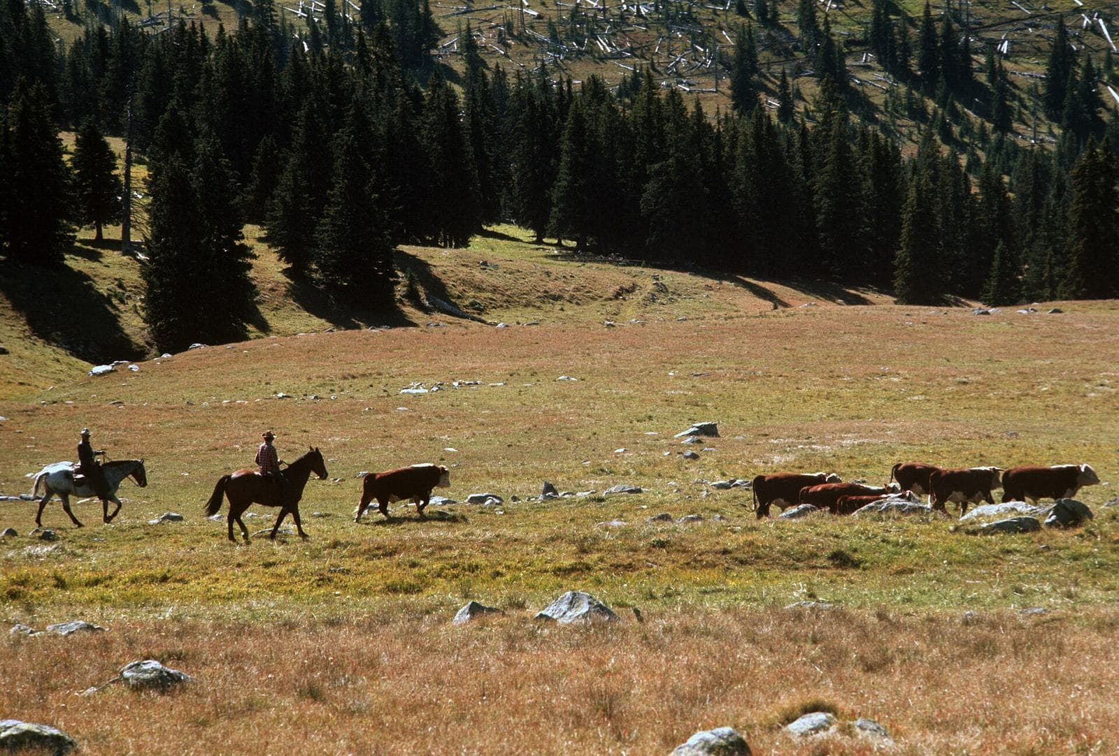Pacific Northwest Trail wilderness permit area in Pacific Northwest Trail - backcountry hiking destination