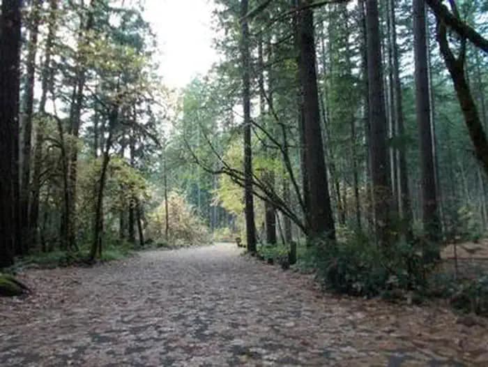 BOGUS CREEK CAMPGROUND campground in Oregon