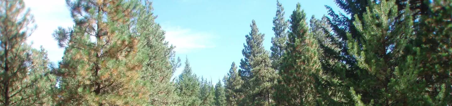 KANER FLAT CAMPGROUND campground in Washington