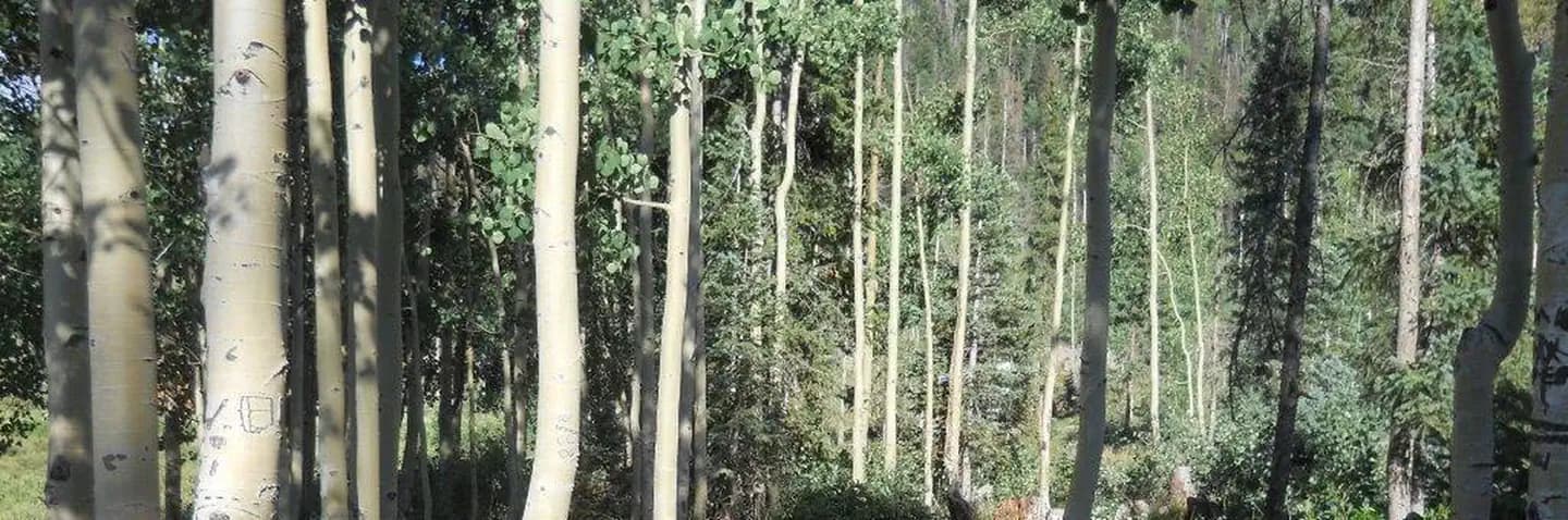 Big Meadows Reservoir Campground (South Central CO) campground in Colorado
