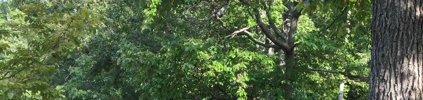 CHILHOWEE GROUP CAMP campground in Tennessee