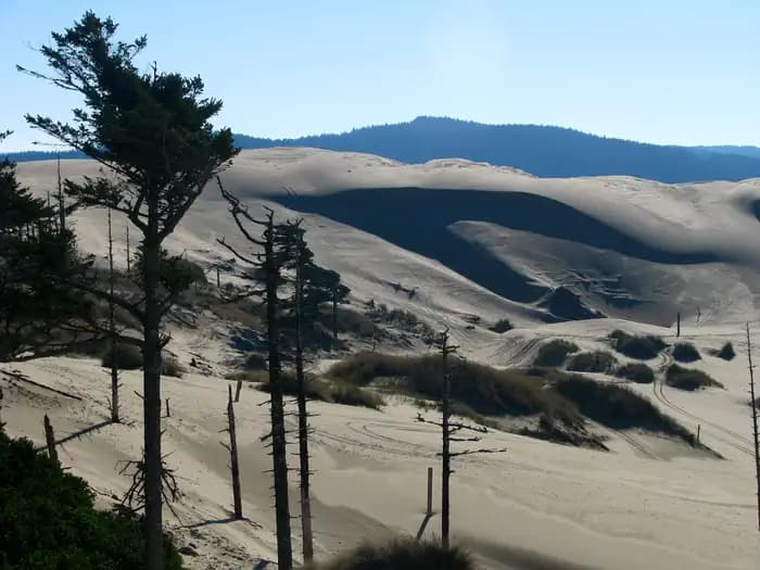 SILTCOOS SAND CAMPING campground in Oregon