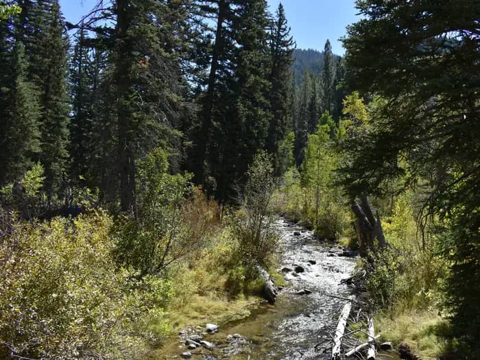 Spruces - Big Cottonwood campground in Utah