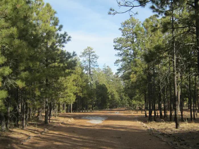 Black Canyon Rim Campground (Apache-Sitgreaves National Forest, AZ) campground in Arizona