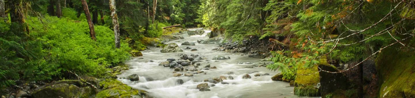 OHANAPECOSH CAMPGROUND campground in Washington