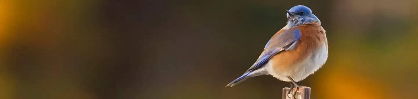 WARM SPRINGS REC AREA campground in California