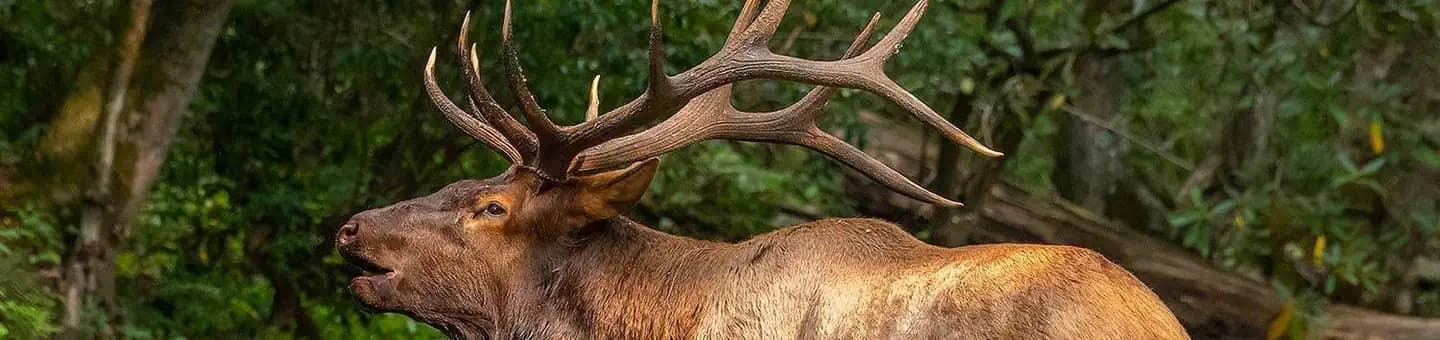 CATALOOCHEE CAMPGROUND campground in North Carolina