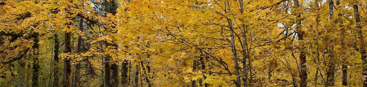 Beaver Campground campground in Washington