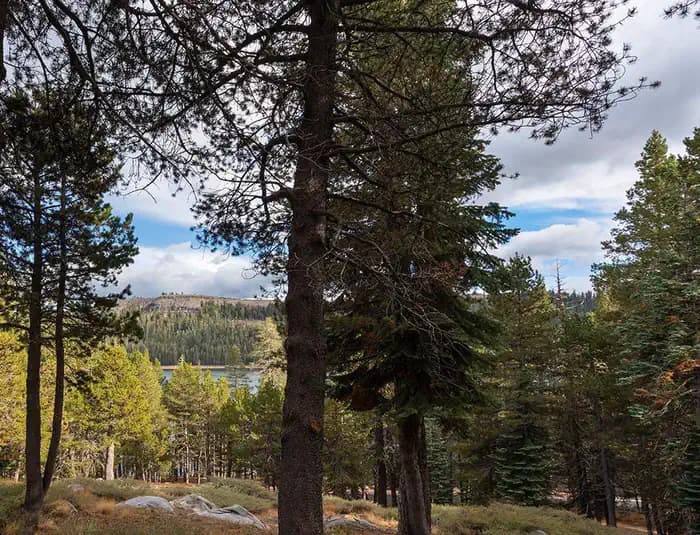 (LAKE ALPINE) SILVER TIP CAMPGROUND campground in Nevada