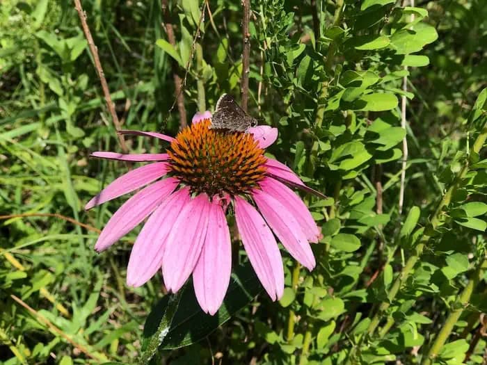 LADYBIRD LANDING campground in Oklahoma