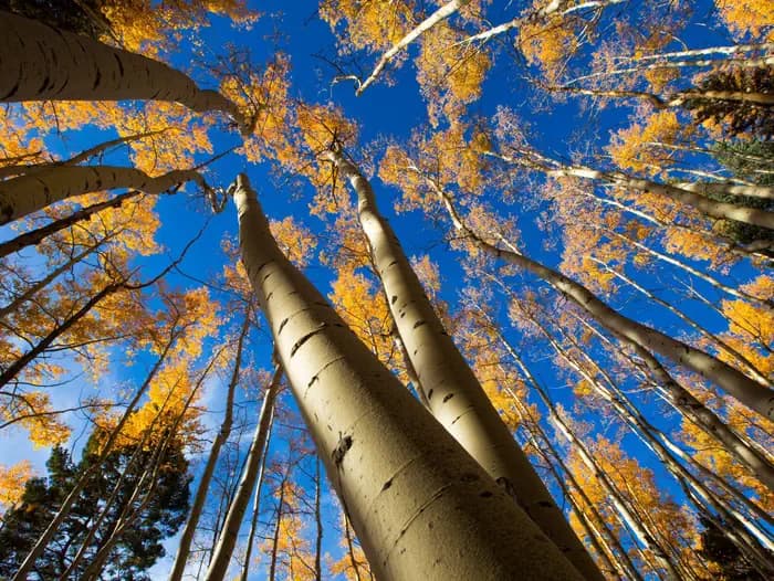 JACKS CREEK GROUP AREA campground in New Mexico