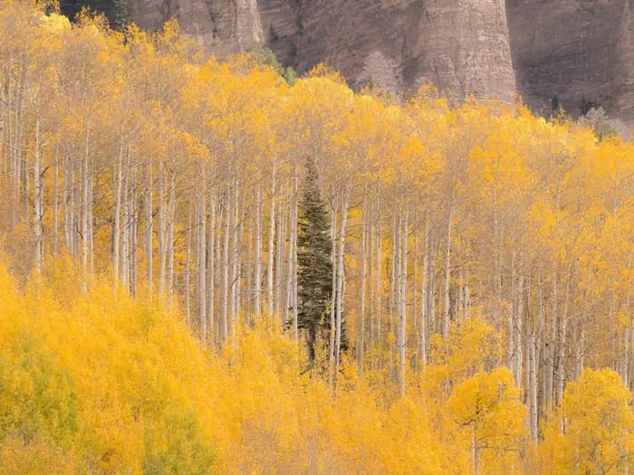 JUMBO CAMPGROUND campground in Colorado