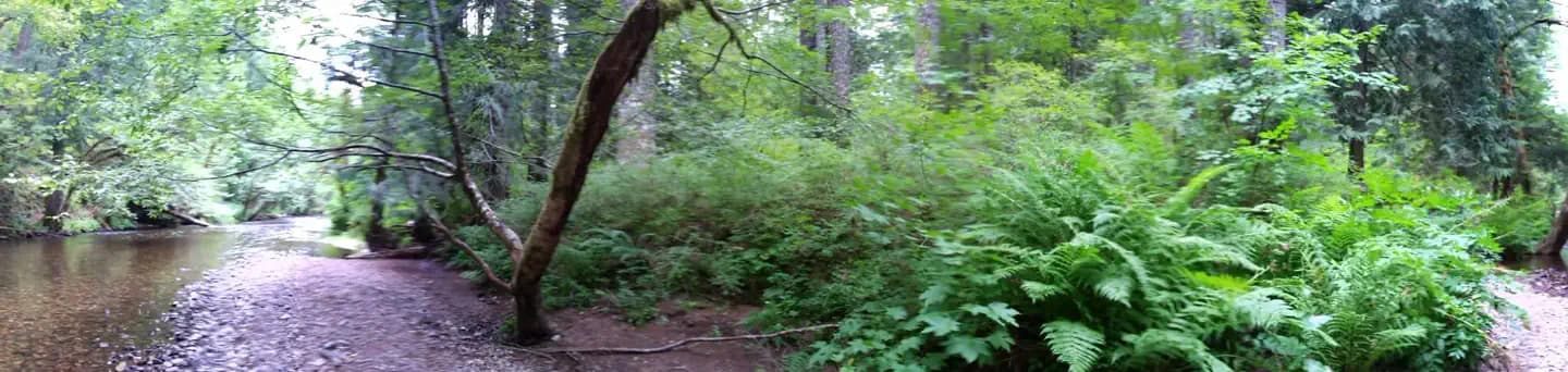 Moss Creek campground campground in Washington