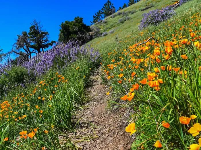 MT. FIGUEROA CAMPGROUND campground in US