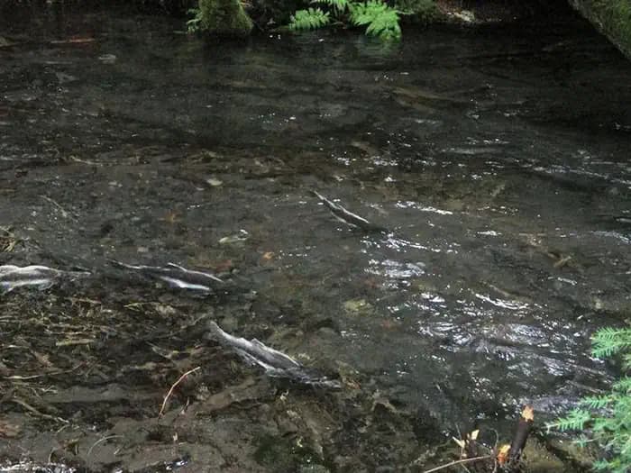 Silver Springs Campground campground in Washington