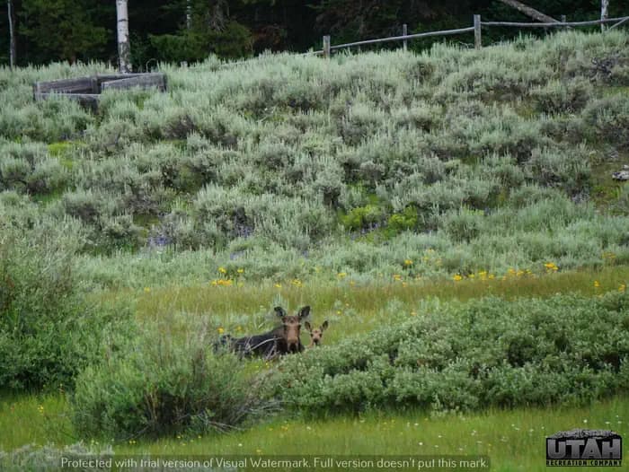 Meeks Cabin Campground campground in Utah