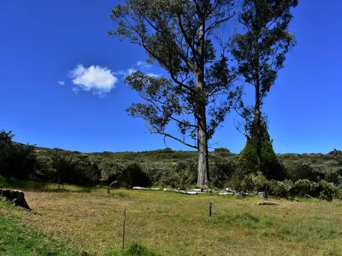 Hosmer Grove Campground campground in Hawaii