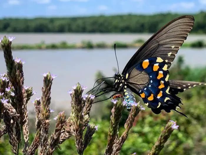 Paraloma Park campground in Arkansas