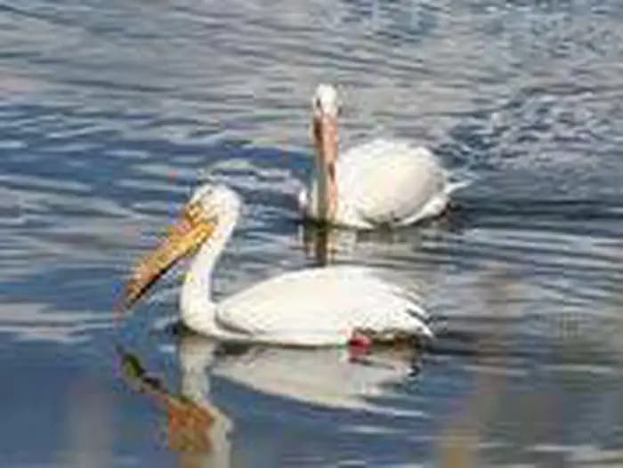 White Earth Campground campground in Montana