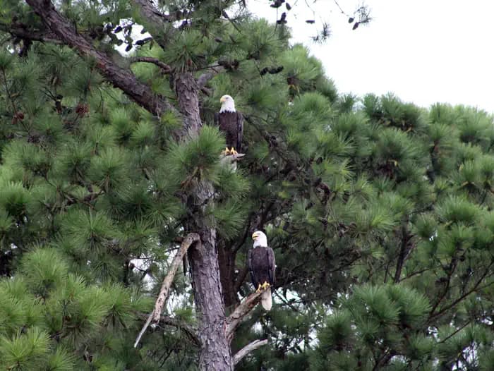 PERSIMMON HILL(ENID LAKE) campground in Mississippi