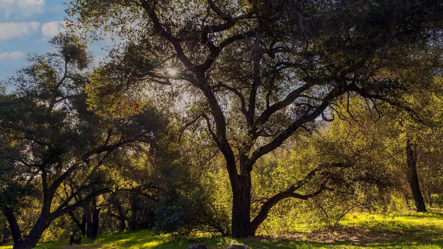 LOS PRIETOS campground in California