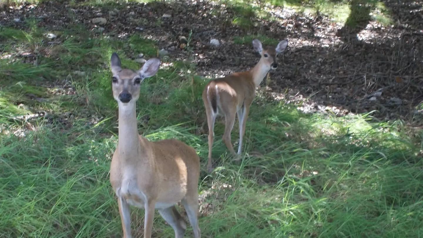POTTERS CREEK PARK campground in Texas