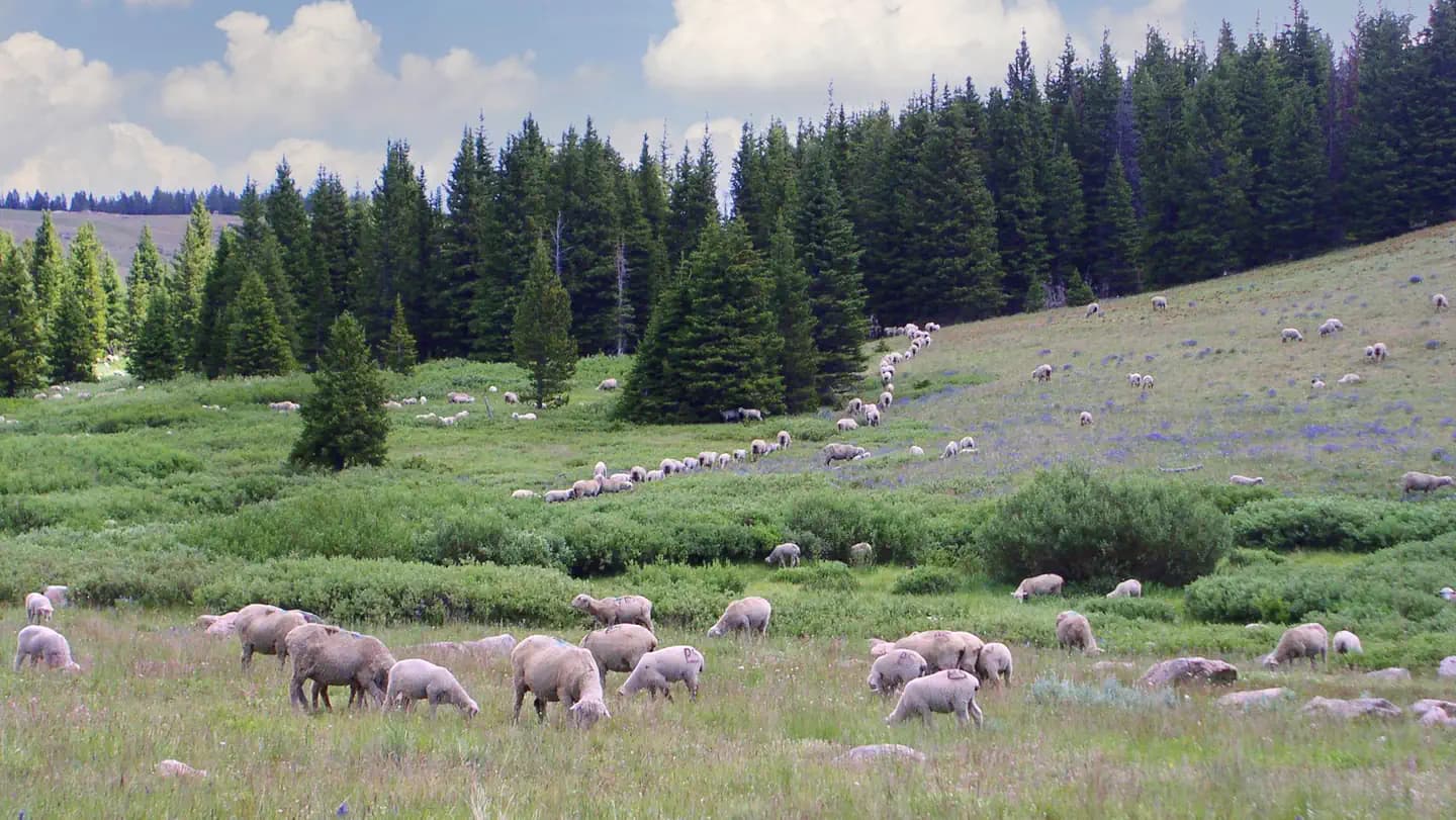 OWEN CREEK campground in Wyoming